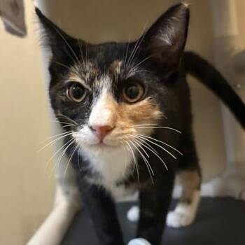 Fruit Loop -  Domestic Short Hair Cat for Adoption in Dubuque, Iowa - Fruit Loop | PetCurious