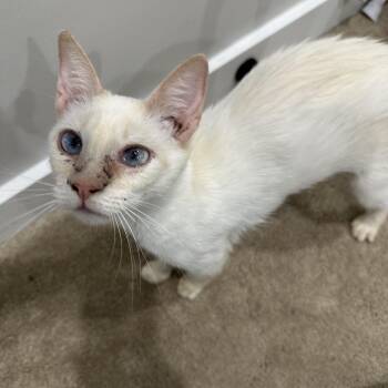 Domestic Short Hair Cats Available for Adoption in Fredericksburg, Virginia - Shaken Bacon | PetCurious
