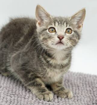 Pickles is precious precious precious -  Tabby and Russian Blue Cat for Adoption in Bedford Hills, New York - Pickles Is Precious Precious Precious | PetCurious