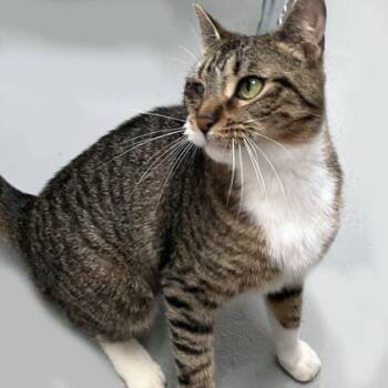 Domestic Short Hair Cats Available for Adoption in Voorhees Township, New Jersey - Camilla | PetCurious