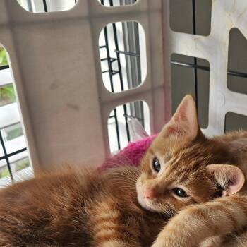 Freddie -  Domestic Short Hair Cat for Adoption in Newport, North Carolina - Freddie | PetCurious