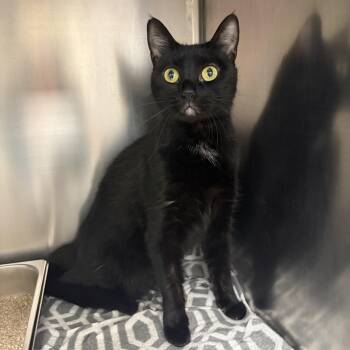 Cosmo -  Domestic Short Hair Cat for Adoption in Kerrville, Texas - Cosmo | PetCurious