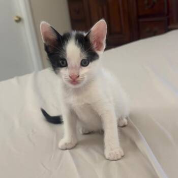 Mick 54087 -  Domestic Short Hair Cat for Adoption in Las Vegas, Nevada - Mick 54087 | PetCurious