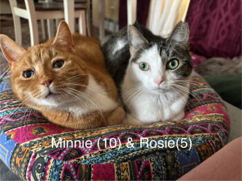 Rescue Domestic Short Hair Cats for Adoption in Tonawanda, New York - Rosie And Minnie- The Bonded Pair | PetCurious