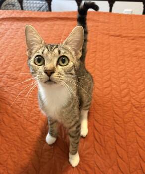 May -  Domestic Short Hair Cat Available for Adoption in San Tan Valley, Arizona - May | PetCurious