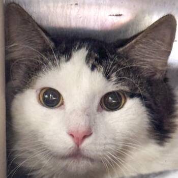 Domestic Medium Hair Cats Available for Adoption - 50 Cent | PetCurious