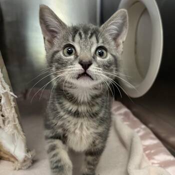 Cocoa -  Domestic Short Hair Cat for Adoption in West Palm Beach, Florida - Cocoa | PetCurious