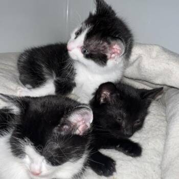 Domestic Short Hair Cats Available for Adoption in Cumming, Georgia - Bailey | PetCurious