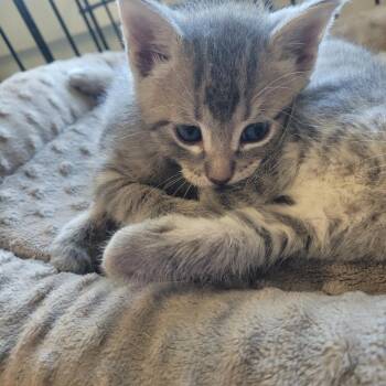 Alice -  Domestic Short Hair Cat Available for Adoption in Clarksdale, Mississippi - Alice | PetCurious