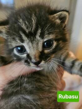 Rubasu -  Domestic Short Hair and Tabby Cat for Adoption in Poplar Grove, Illinois - Rubasu | PetCurious