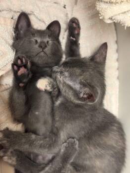 Benny -  Russian Blue and Domestic Short Hair Cat for Adoption in Walnut Creek, California - Benny | PetCurious
