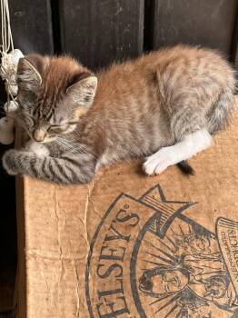 Hendrix -  Domestic Short Hair Cat for Adoption in Little Rock, Arkansas - Hendrix | PetCurious