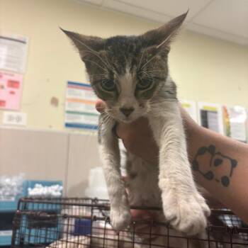 Miss Kitty -  Domestic Short Hair Cat for Adoption in Chicago, Illinois - Miss Kitty | PetCurious