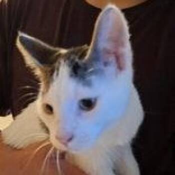 Sprout (bonded with Yam) -  Domestic Short Hair Cat for Adoption in Pickering, Ontario - Sprout (bonded With Yam) | PetCurious