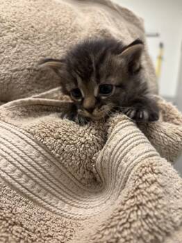 LUCY -  Domestic Medium Hair Cat Available for Adoption in Rosenberg, Texas - LUCY | PetCurious