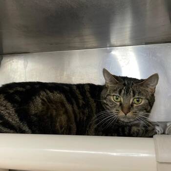 Domestic Short Hair Cats Available for Adoption in Roanoke, Virginia - Lilly | PetCurious