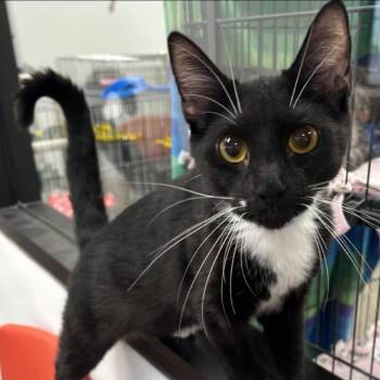 Dip -  Domestic Short Hair Cat for Adoption in Buffalo, New York - Dip | PetCurious