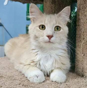 Claudio -  Domestic Medium Hair Cat for Adoption in Myrtle Beach, South Carolina - Claudio | PetCurious