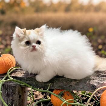 Frappuccino -  Persian Cat for Sale in Fayetteville, Ohio - Frappuccino | PetCurious