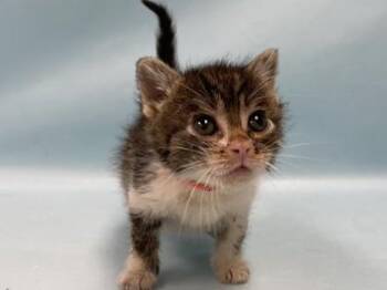 Adzuki -  Domestic Short Hair Cat for Adoption in Woodbury, Minnesota - Adzuki | PetCurious