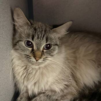 Rescue Domestic Medium Hair Cats for Adoption in Evansville, Indiana - Angel | PetCurious