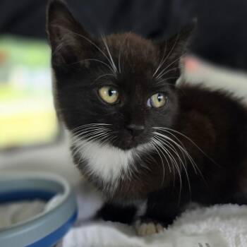 Brioche -  Domestic Short Hair Cat for Adoption in Chapel Hill, North Carolina - Brioche | PetCurious