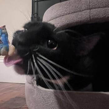 Katrina -  Domestic Short Hair Cat Available for Adoption in Providence, Rhode Island - Katrina | PetCurious