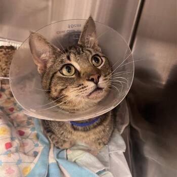 Indy -  Domestic Short Hair Cat for Adoption in Bentonville, Arkansas - Indy | PetCurious