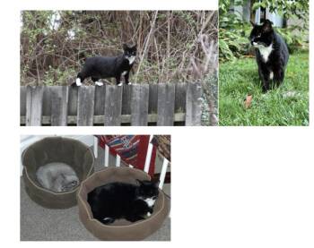 Domestic Short Hair Cats Available for Adoption in Broomall, Pennsylvania - Courtesy Post: Peg | PetCurious