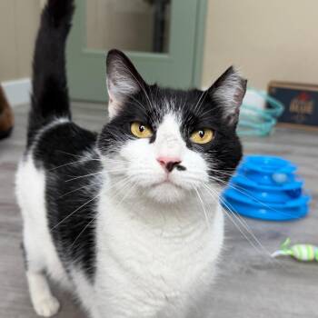 Scoots -  Domestic Short Hair Cat for Adoption in State College, Pennsylvania - Scoots | PetCurious