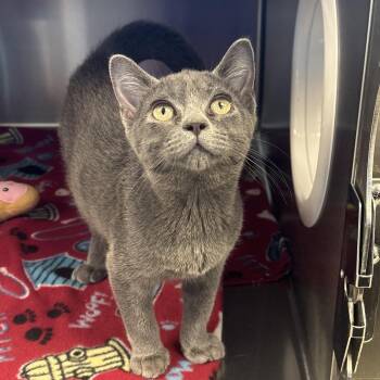Shangri-La -  Domestic Short Hair Cat for Adoption in Liberty, Missouri - Shangri-La | PetCurious