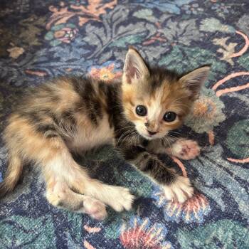 Ziti -  Domestic Short Hair Cat for Adoption in Fort Worth, Texas - Ziti | PetCurious
