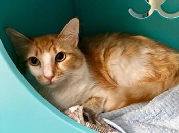 Denise -  Domestic Medium Hair Cat Available for Adoption in Stratham, New Hampshire - Denise | PetCurious