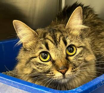 Leia -  Domestic Long Hair Cat for Adoption in Golden, Colorado - Leia | PetCurious