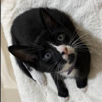Tuesday -  Domestic Short Hair Cat Available for Adoption - Tuesday | PetCurious