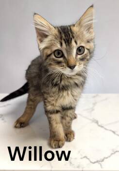 Willow -  Tabby Cat for Adoption in Weems, Virginia - Willow | PetCurious