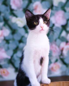 Domestic Short Hair Cats Available for Adoption in Andalusia, Pennsylvania - Sugar Plum  | PetCurious