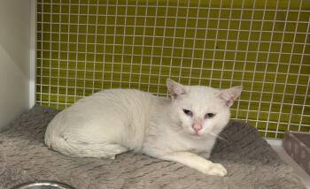 Maui -  Domestic Short Hair Cat for Adoption in Telford, Pennsylvania - Maui | PetCurious
