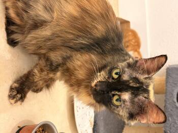 Kimchi -  Domestic Long Hair Cat for Adoption in Magnolia, Texas - Kimchi | PetCurious