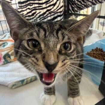 Patrick -  Domestic Short Hair Cat for Adoption in Montgomery, Alabama - Patrick | PetCurious