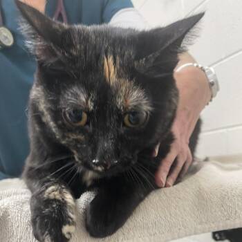 Speckles -  Domestic Short Hair Cat for Adoption in Murray, Utah - Speckles | PetCurious