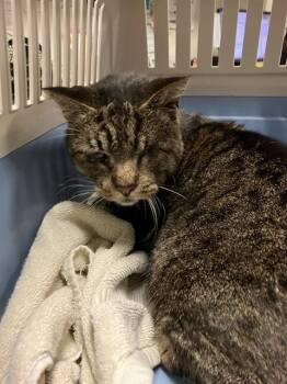 Domestic Short Hair Cats Available for Adoption - JEREMIAH | PetCurious