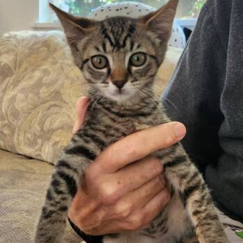 Sam -  Domestic Short Hair Cat for Adoption in Sonoma, California - Sam | PetCurious