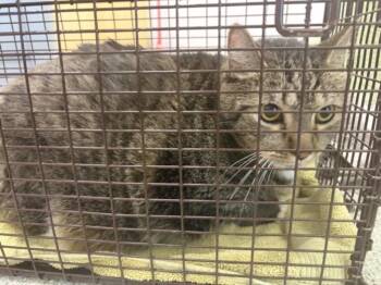 MOLLI -  Domestic Short Hair Cat for Adoption in Loveland, Colorado - MOLLI | PetCurious