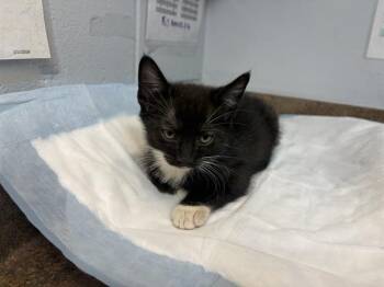 Domestic Short Hair Cats Available for Adoption - REGGIE | PetCurious