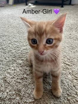 Amber (Barto Braves Litter) -  Domestic Short Hair Cat for Adoption in Telford, Pennsylvania - Amber (Barto Braves Litter) | PetCurious