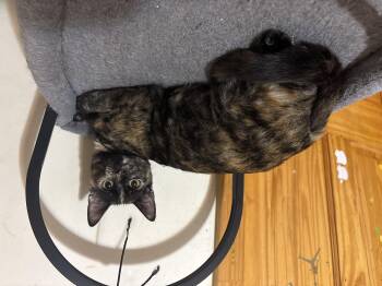 Rescue Domestic Short Hair Cats for Adoption - Mascara | PetCurious