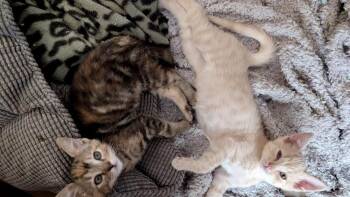 Sunny -  Domestic Short Hair Cat for Adoption in Green Valley, Arizona - Sunny | PetCurious