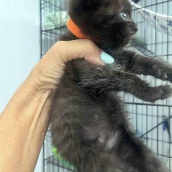Pimento -  Bombay Cat for Adoption in Paulina, Louisiana - Pimento | PetCurious