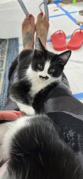 Domestic Short Hair Cats Available for Adoption in San Diego, California - Stache | PetCurious